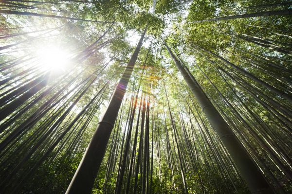 Lavori su alberi con funi